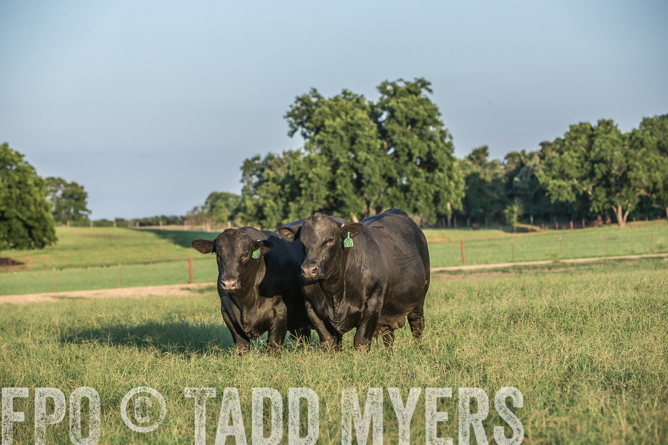 TMyers_CameronTX_June2016-3251