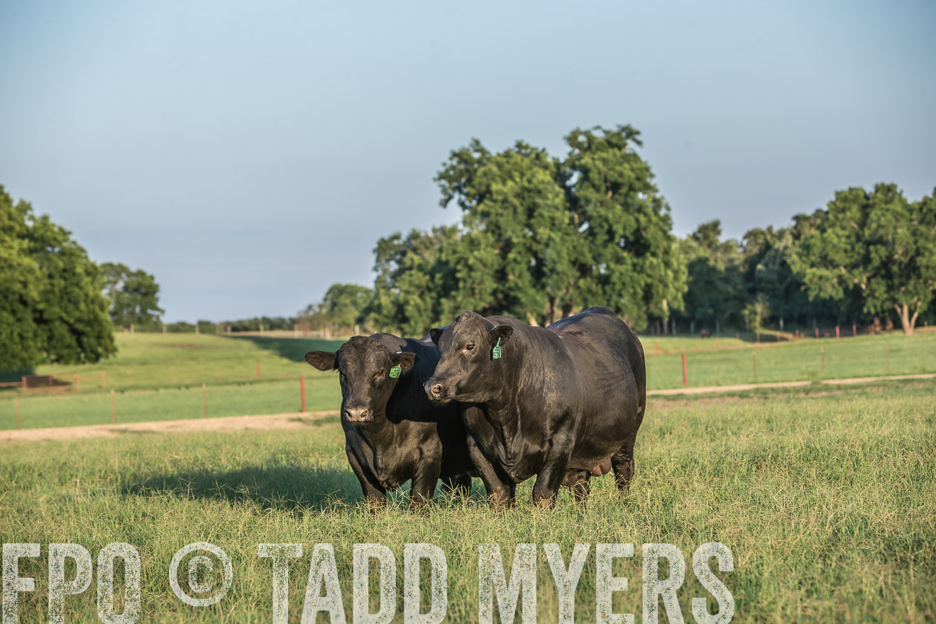 TMyers_CameronTX_June2016-3252