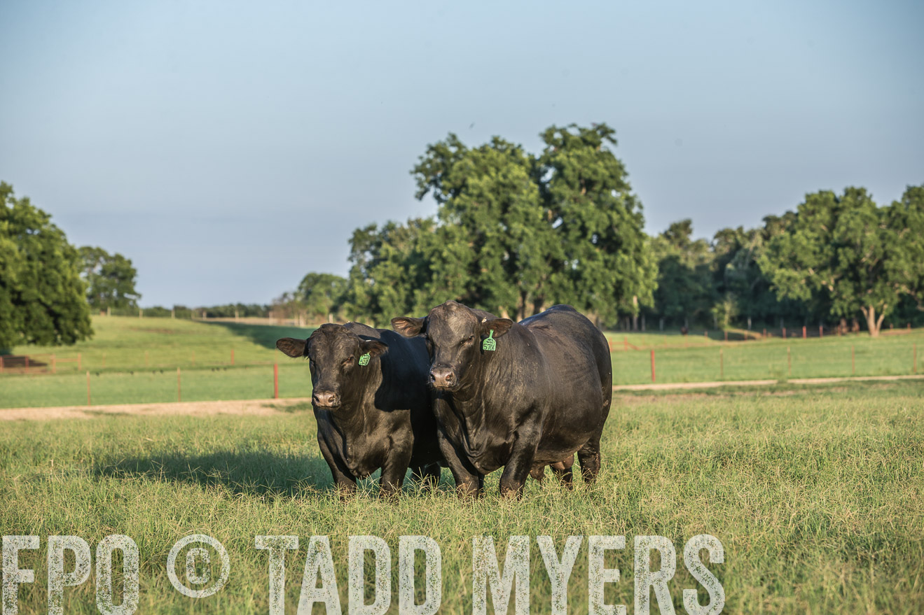 TMyers_CameronTX_June2016-3254