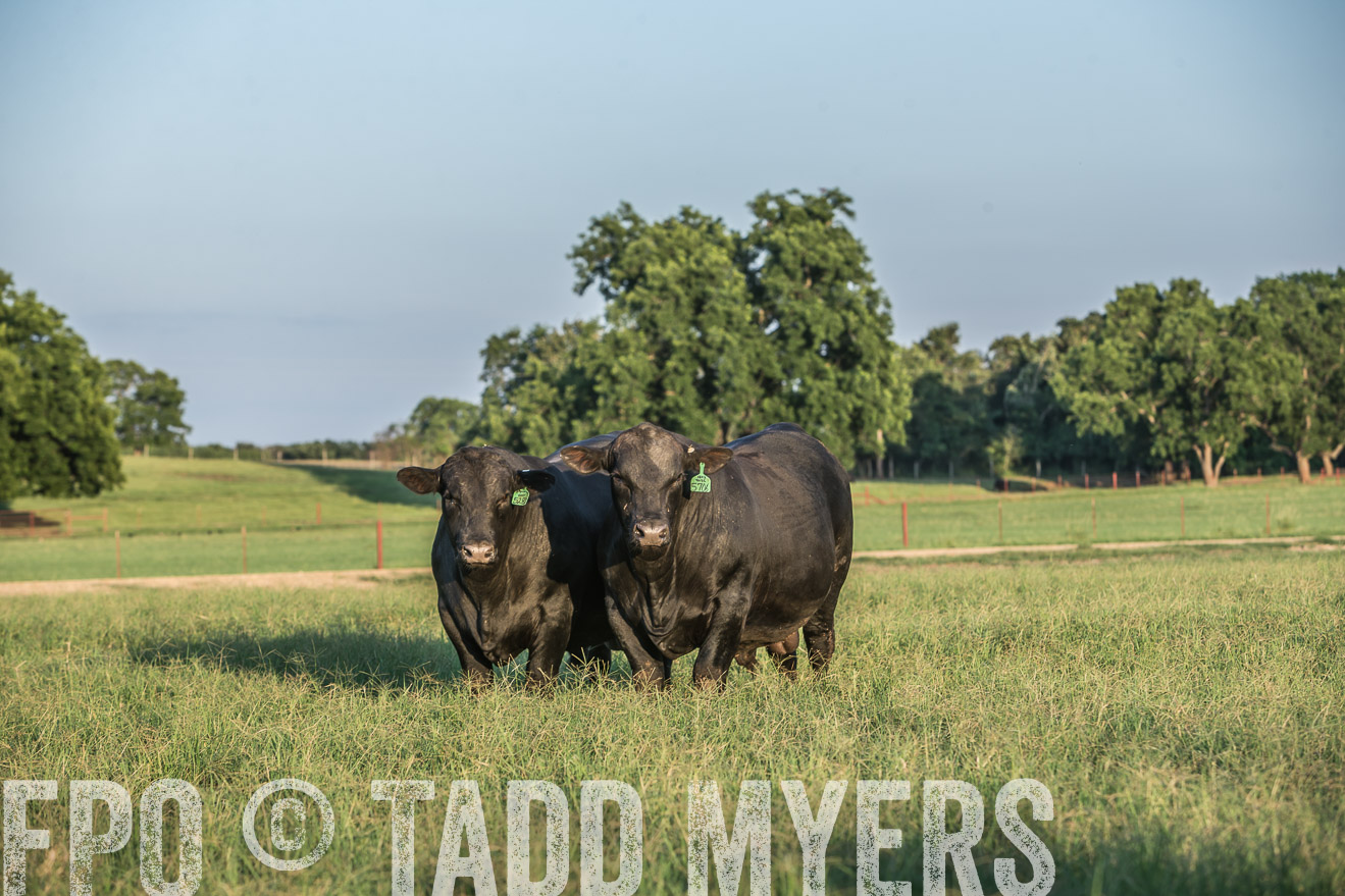 TMyers_CameronTX_June2016-3271