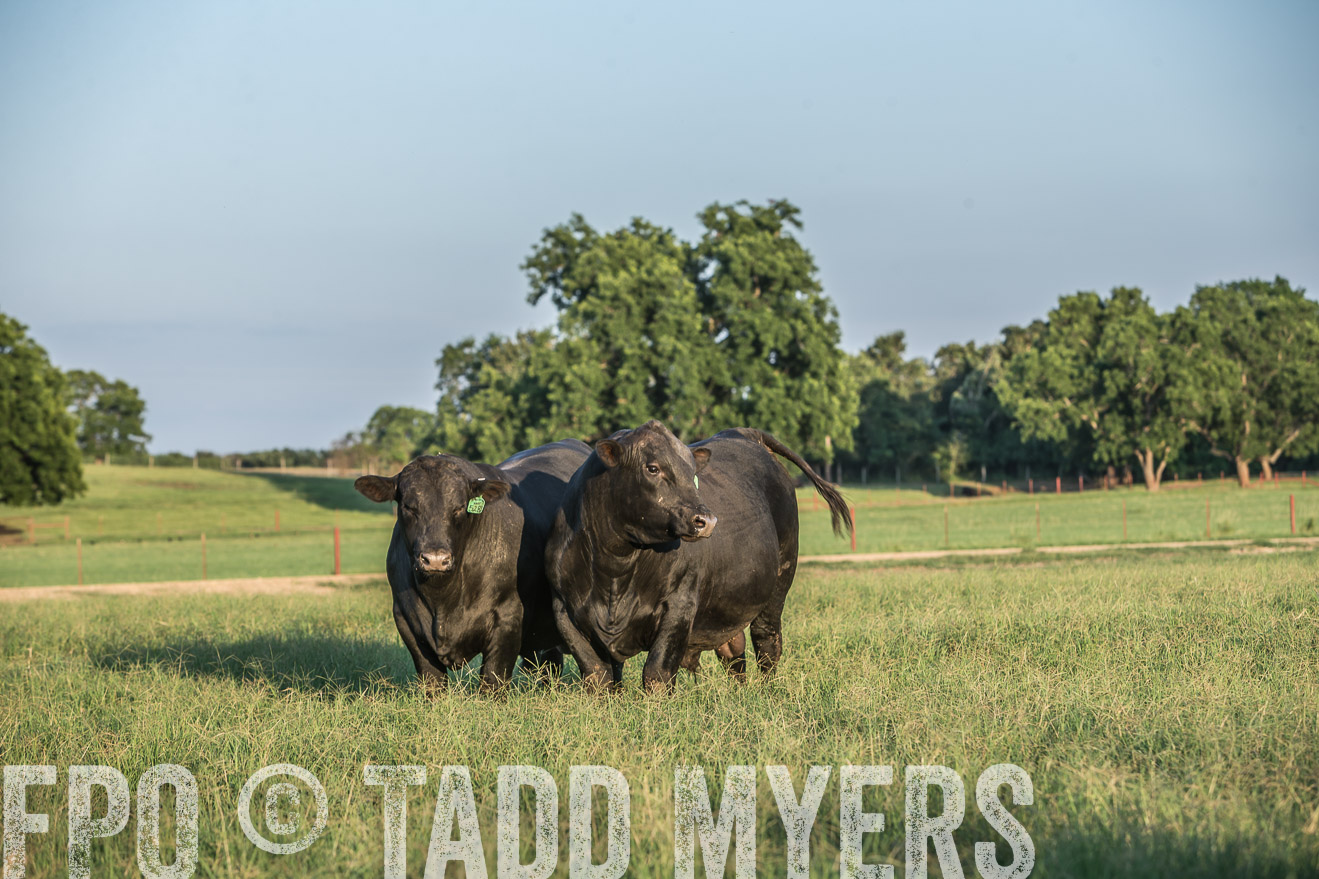 TMyers_CameronTX_June2016-3281