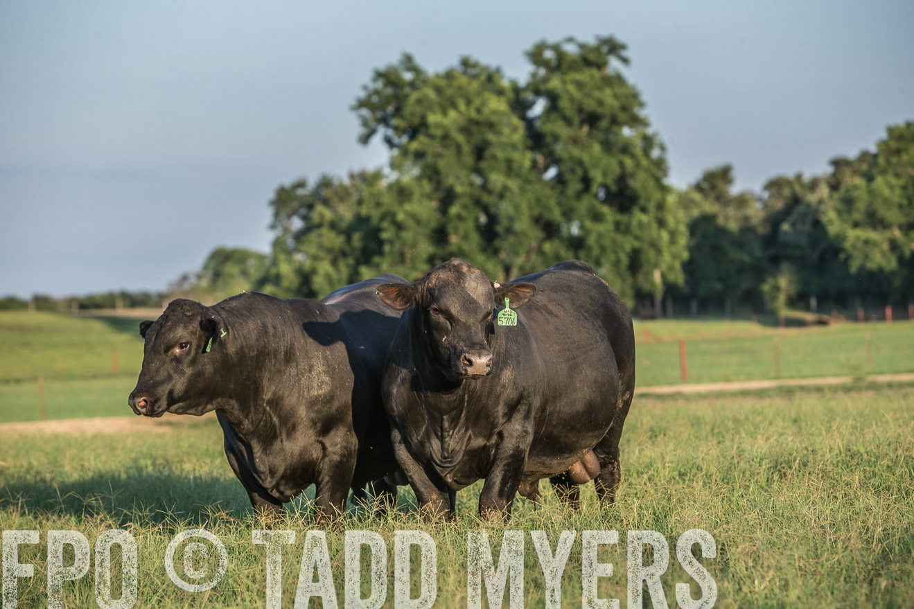 TMyers_CameronTX_June2016-3292