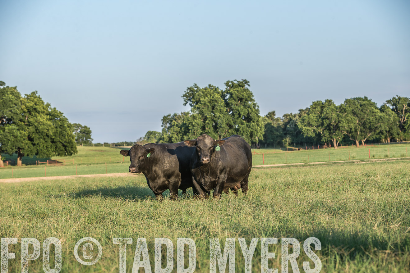 TMyers_CameronTX_June2016-3303