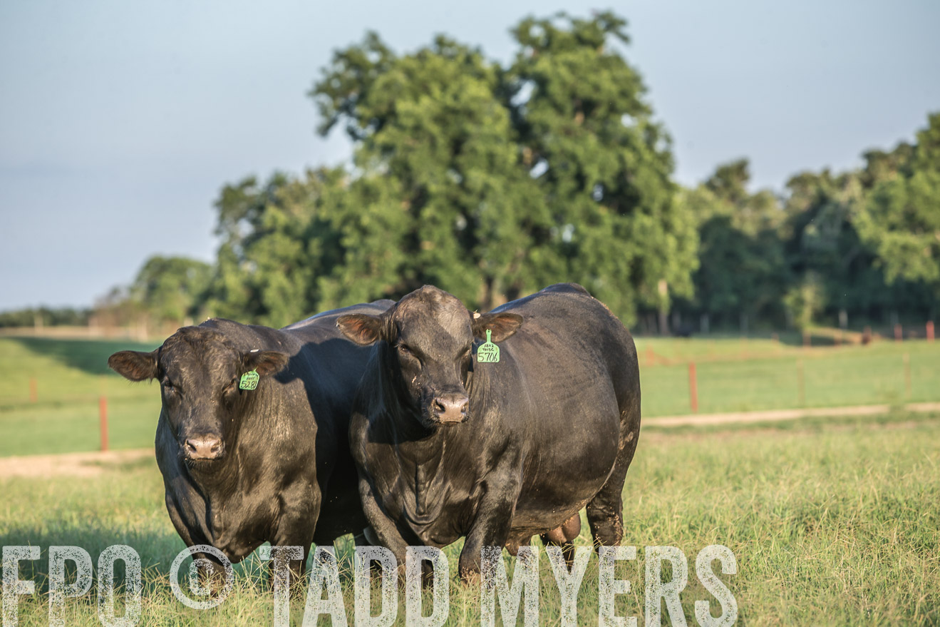 TMyers_CameronTX_June2016-3306