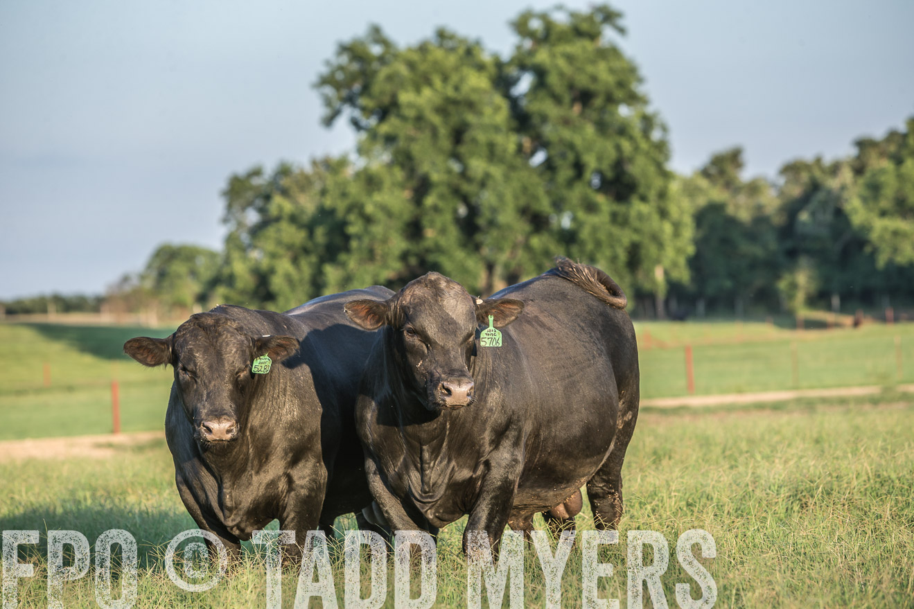 TMyers_CameronTX_June2016-3312