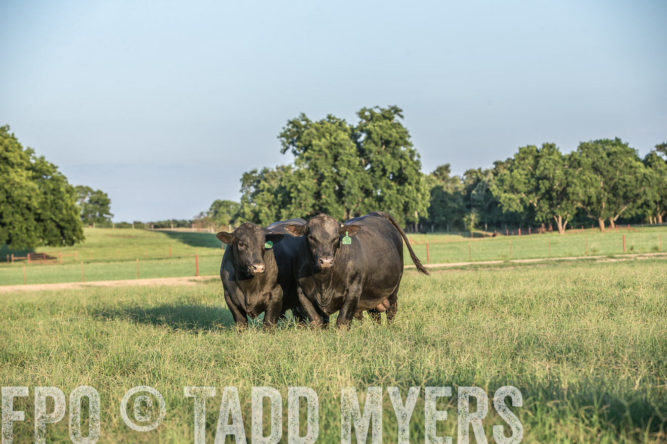 TMyers_CameronTX_June2016-3319