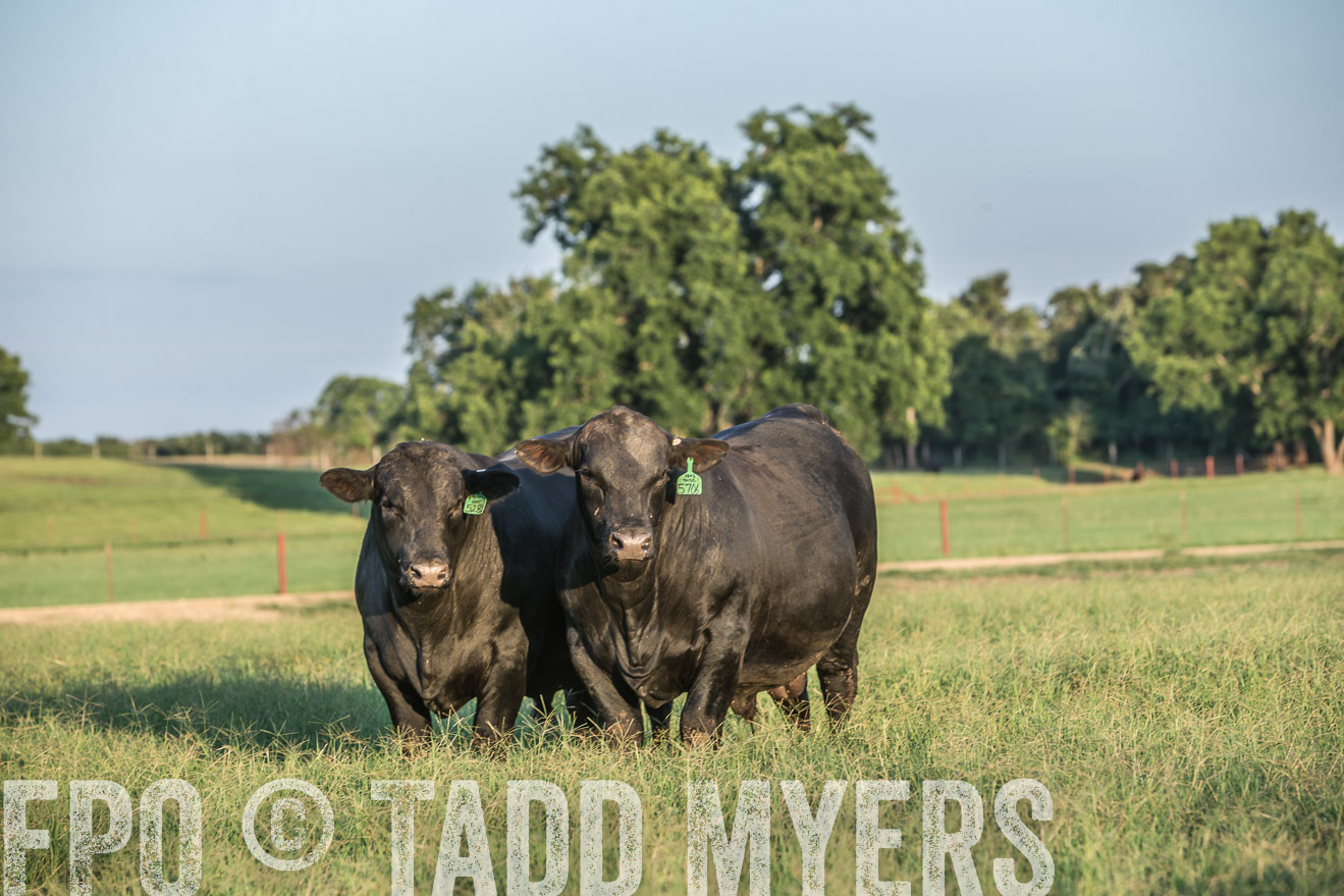 TMyers_CameronTX_June2016-3331