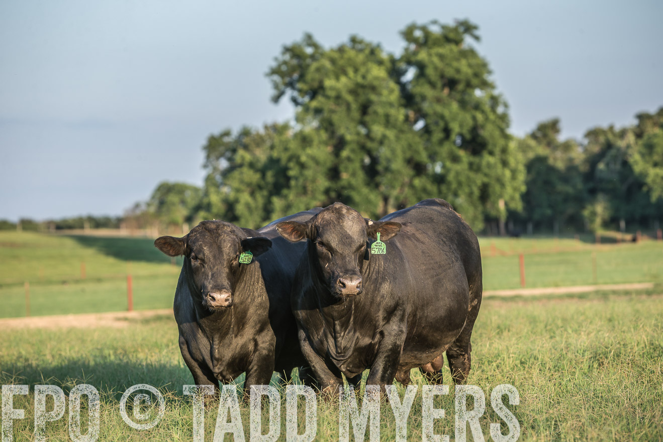 TMyers_CameronTX_June2016-3338