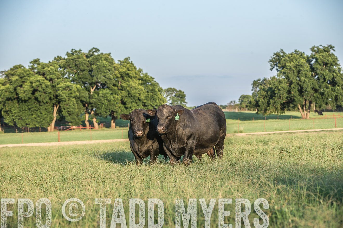 TMyers_CameronTX_June2016-3351