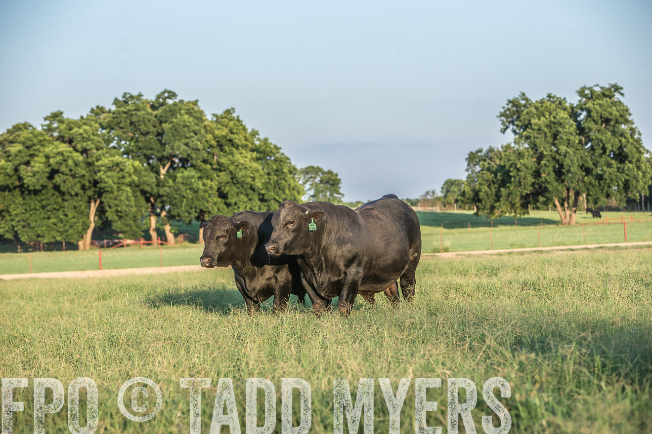 TMyers_CameronTX_June2016-3355
