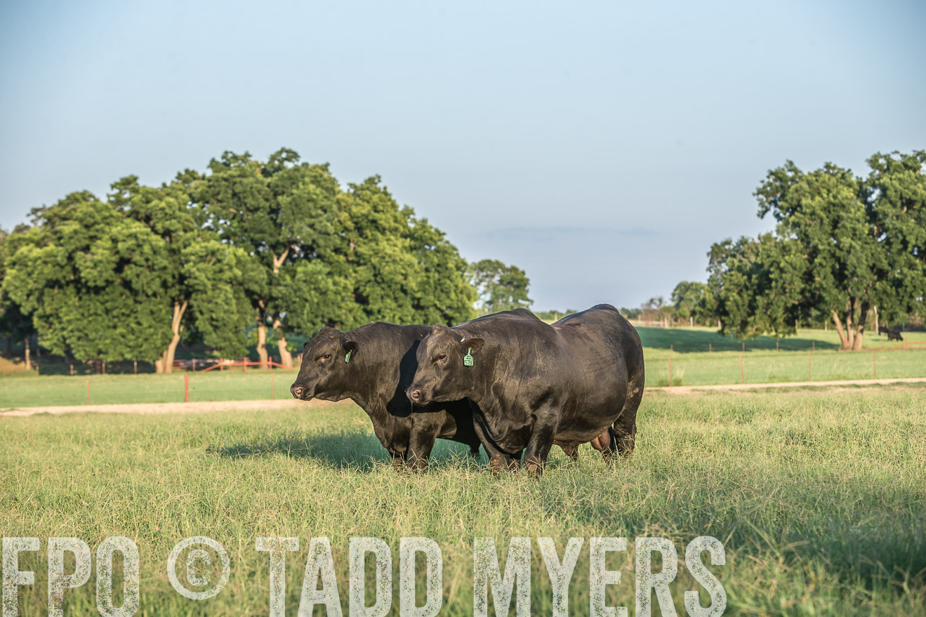 TMyers_CameronTX_June2016-3368