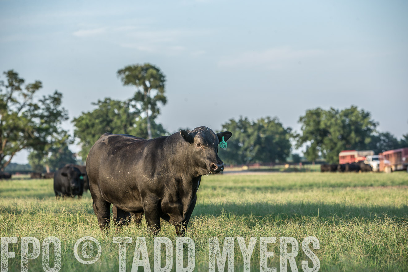 TMyers_CameronTX_June2016-3374