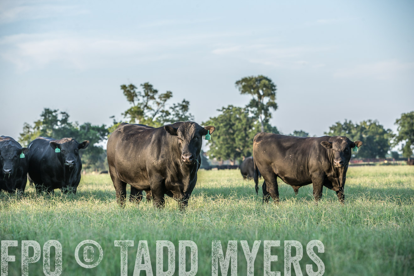 TMyers_CameronTX_June2016-3405