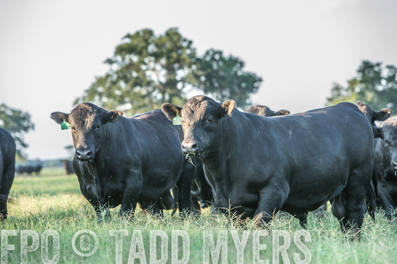 TMyers_CameronTX_June2016-3417