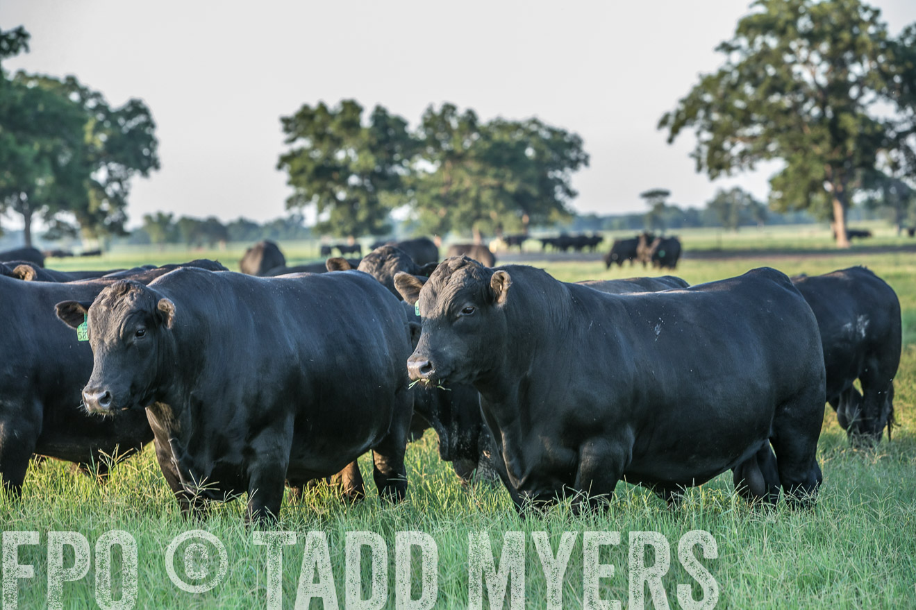 TMyers_CameronTX_June2016-3424