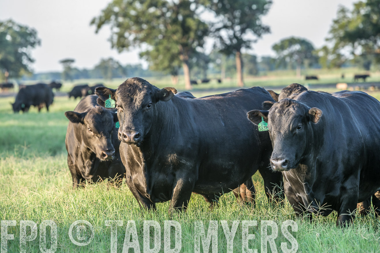 TMyers_CameronTX_June2016-3425