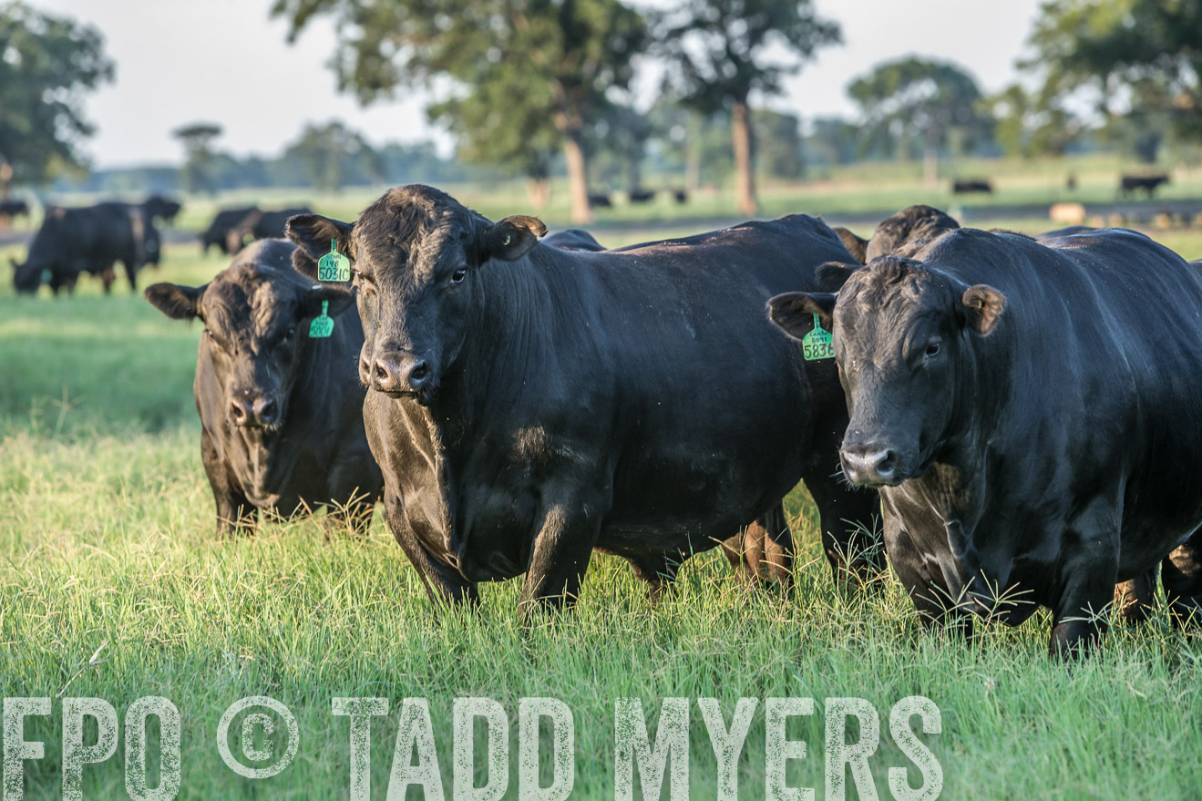 TMyers_CameronTX_June2016-3426