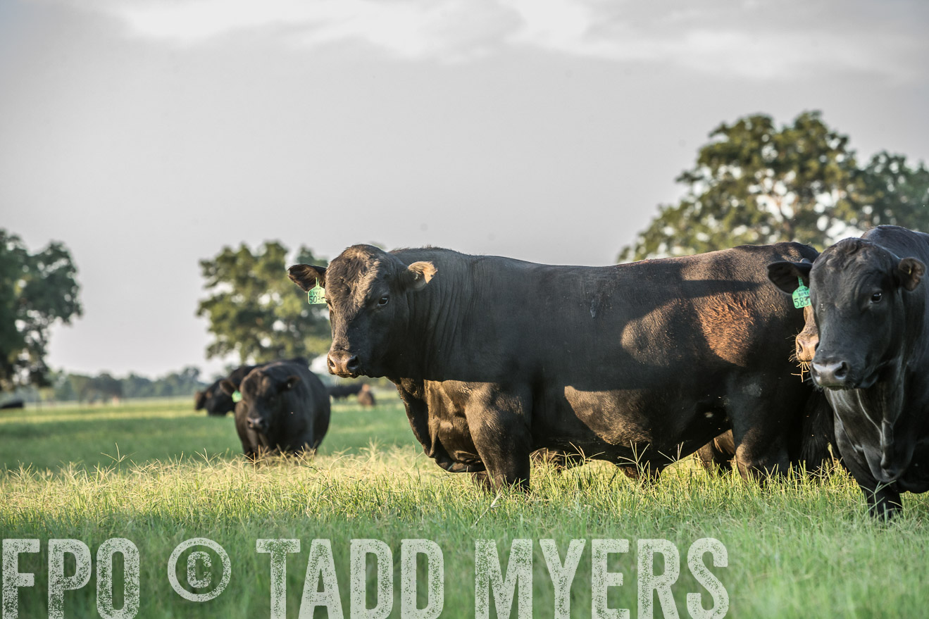TMyers_CameronTX_June2016-3435