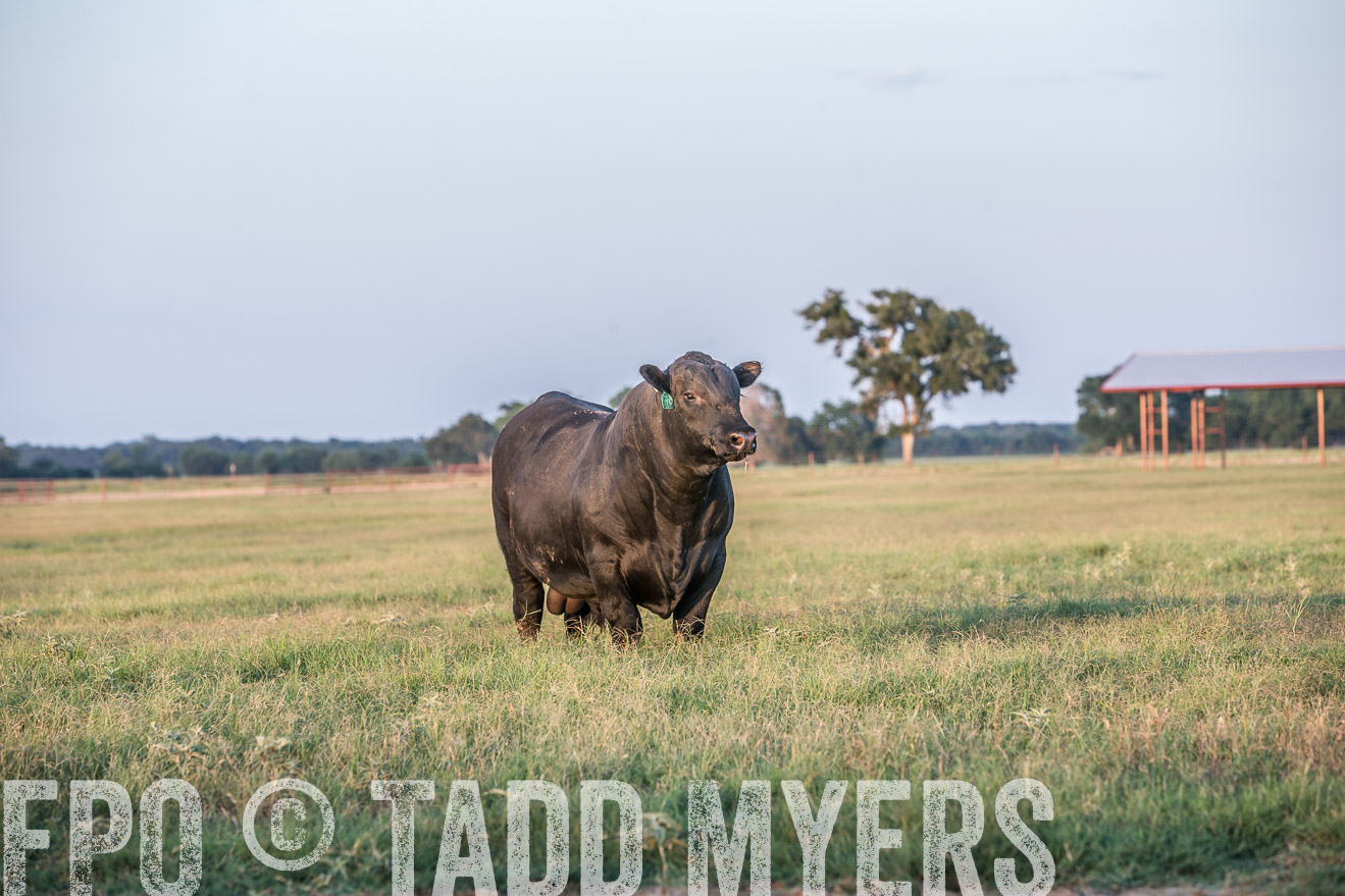TMyers_CameronTX_June2016-3459