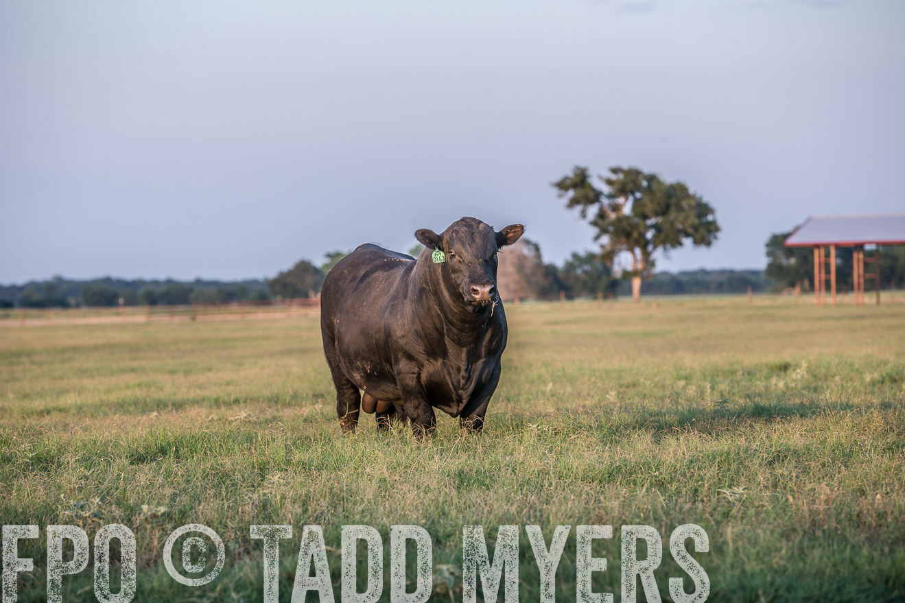 TMyers_CameronTX_June2016-3464