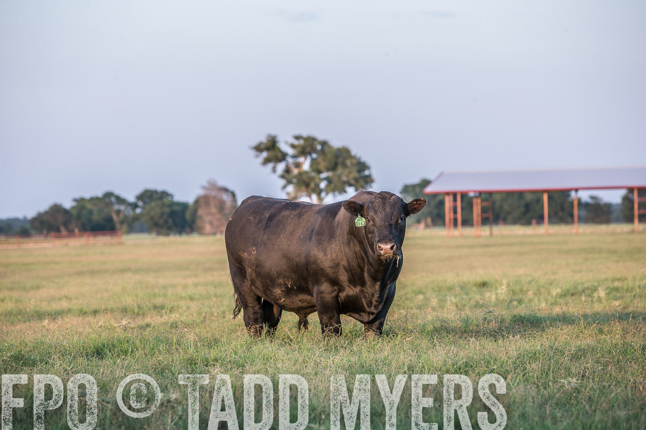 TMyers_CameronTX_June2016-3471