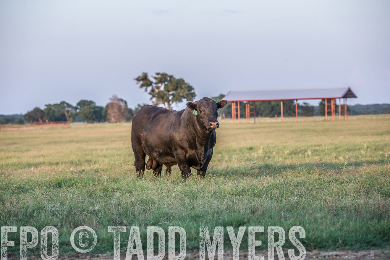 TMyers_CameronTX_June2016-3485