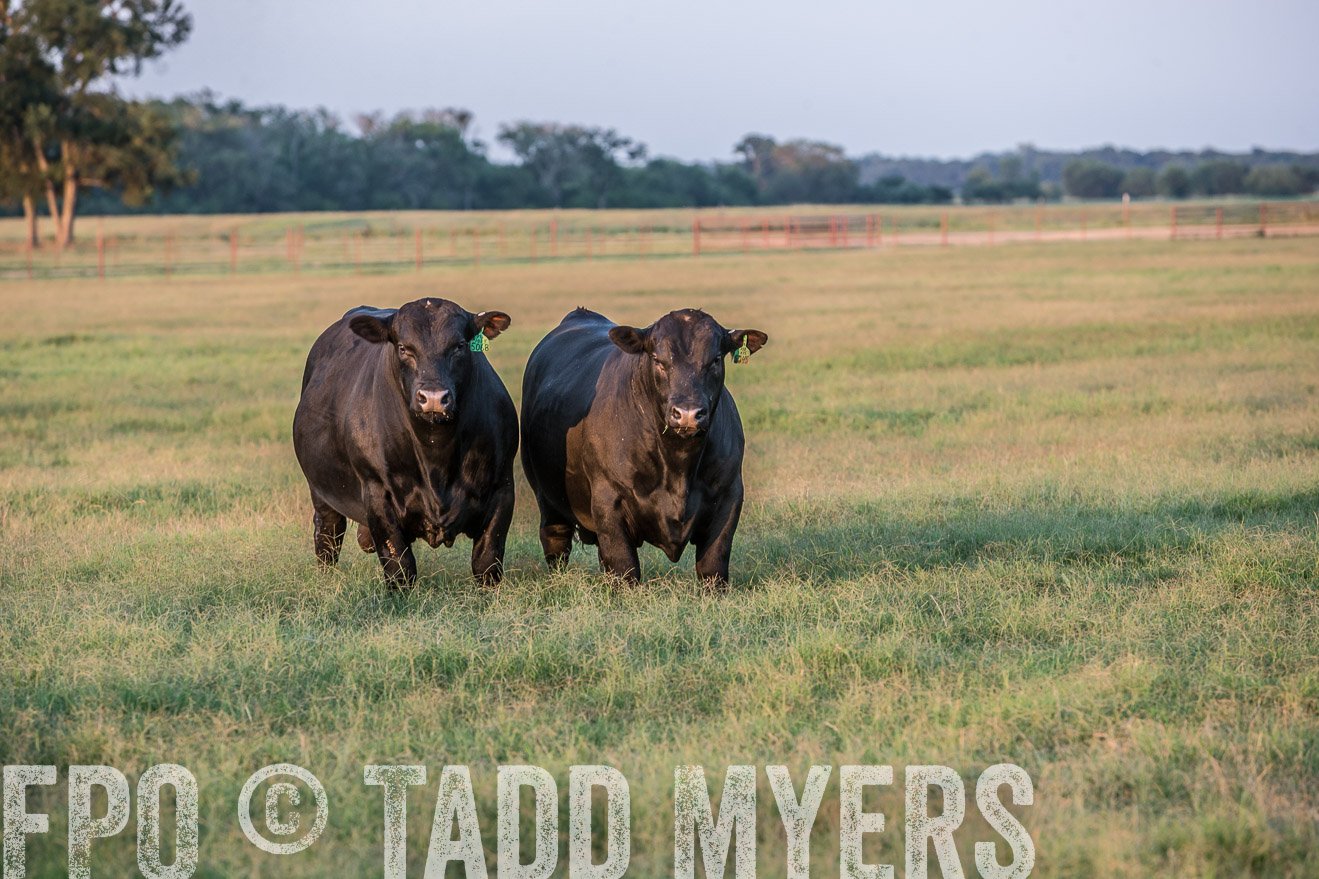 TMyers_CameronTX_June2016-3512