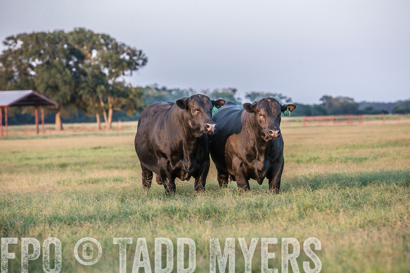 TMyers_CameronTX_June2016-3513