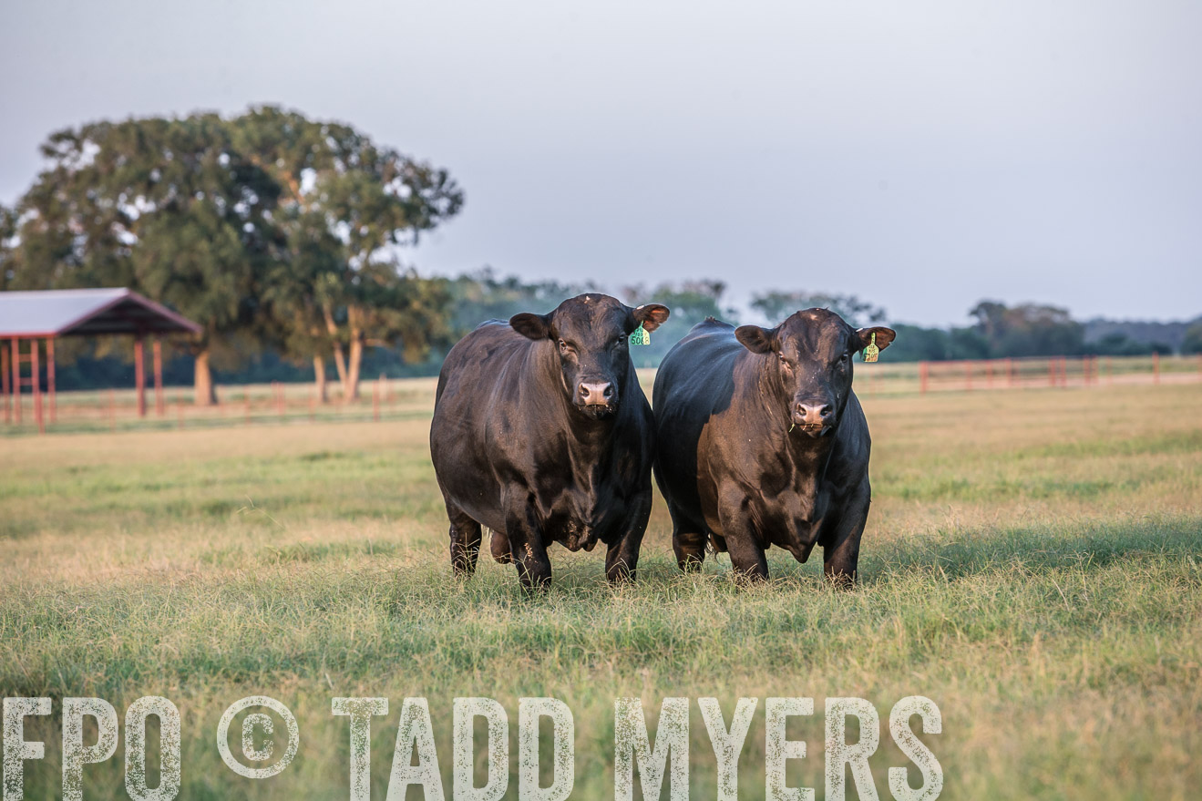 TMyers_CameronTX_June2016-3517