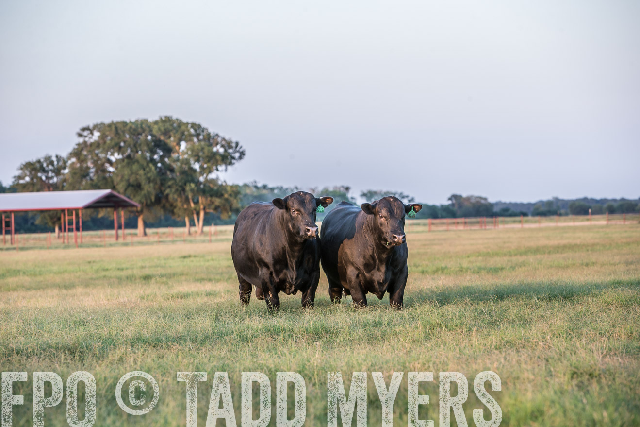 TMyers_CameronTX_June2016-3522