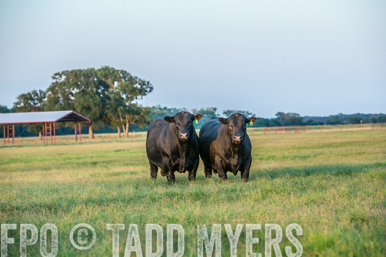 TMyers_CameronTX_June2016-3526