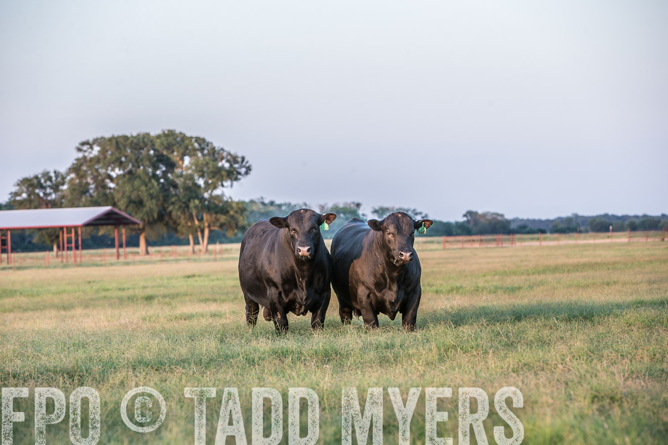 TMyers_CameronTX_June2016-3530