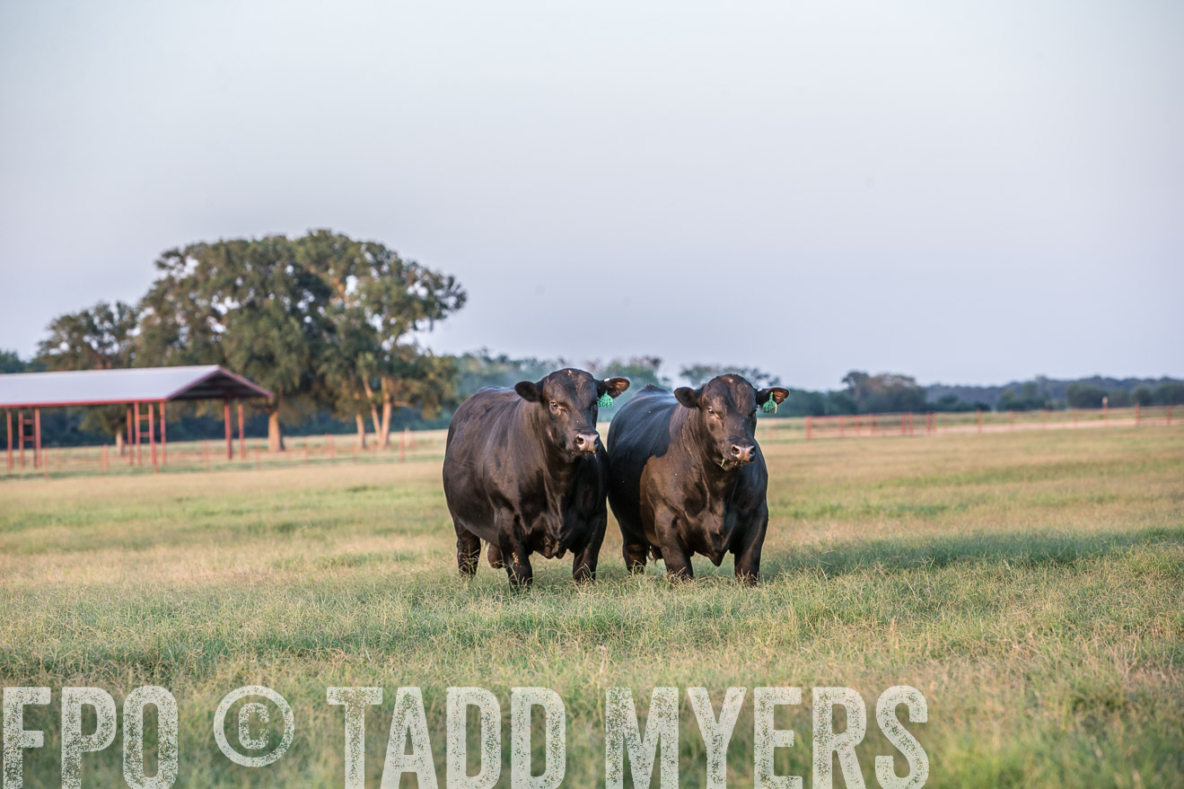 TMyers_CameronTX_June2016-3534