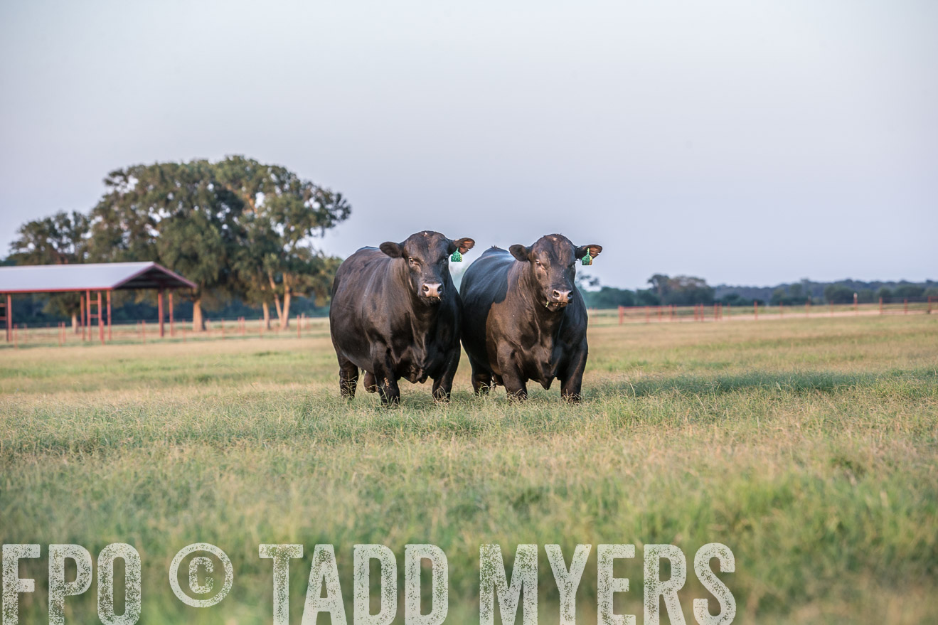 TMyers_CameronTX_June2016-3541