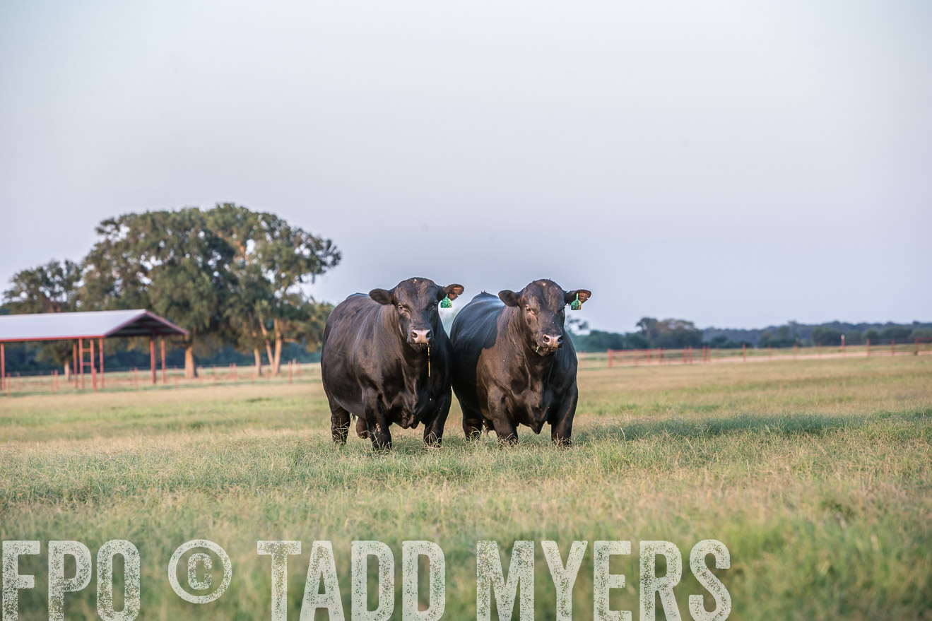 TMyers_CameronTX_June2016-3544