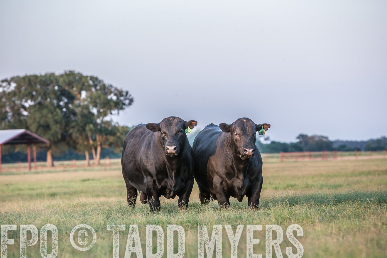 TMyers_CameronTX_June2016-3548