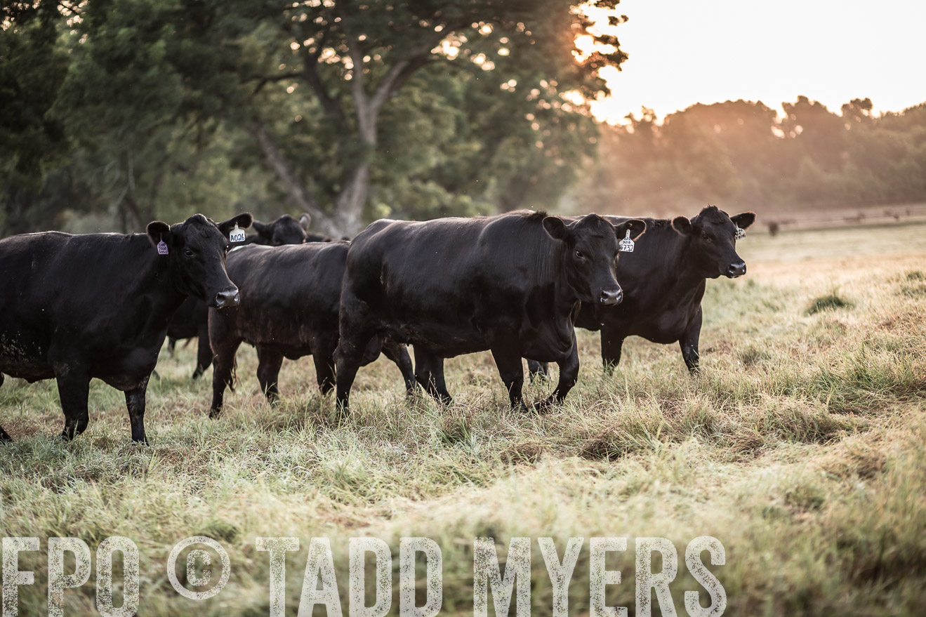 TMyers_CameronTX_June2016-5894