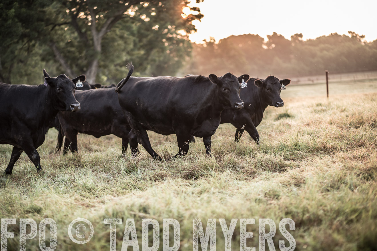 TMyers_CameronTX_June2016-5896