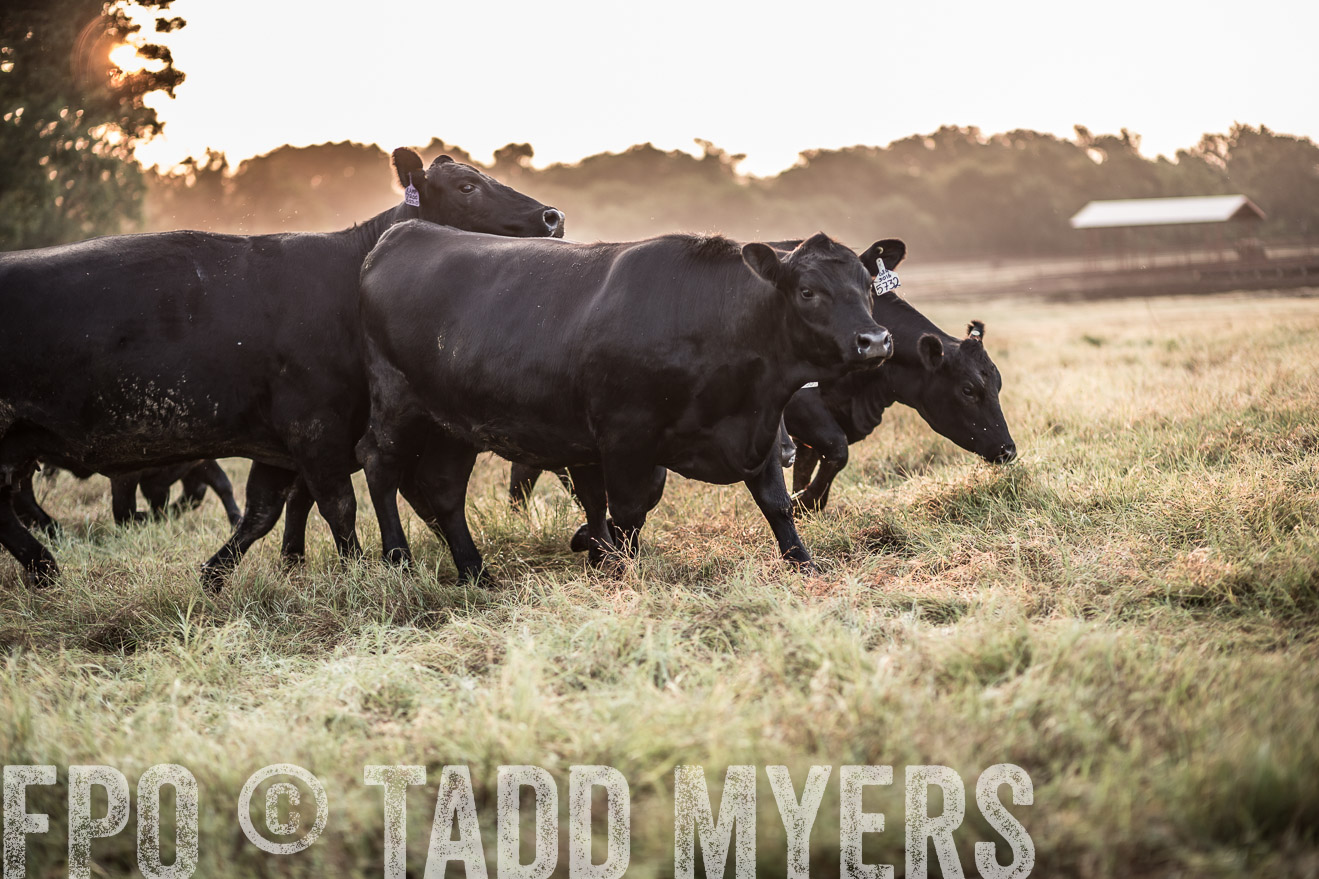 TMyers_CameronTX_June2016-5897