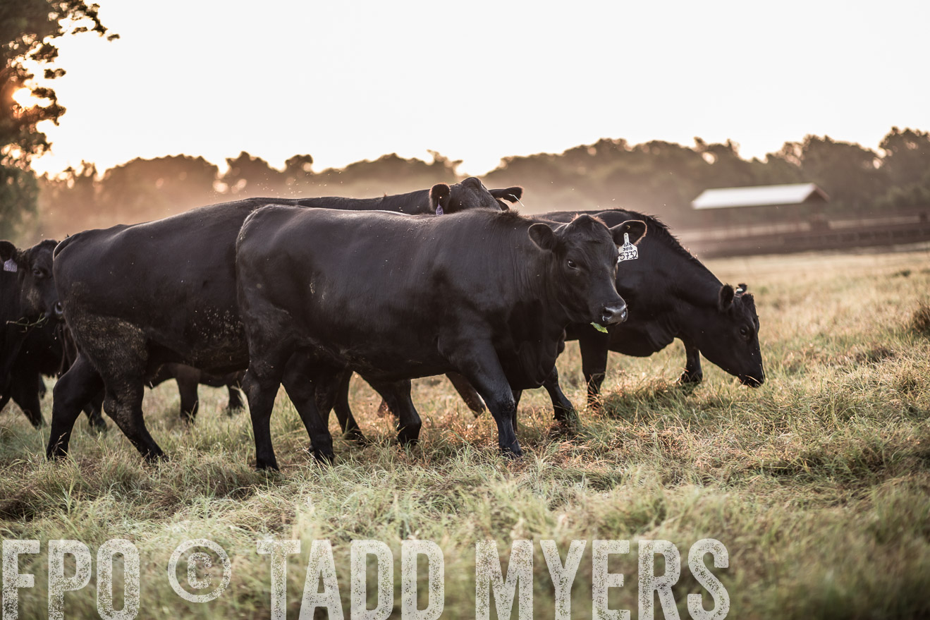 TMyers_CameronTX_June2016-5901