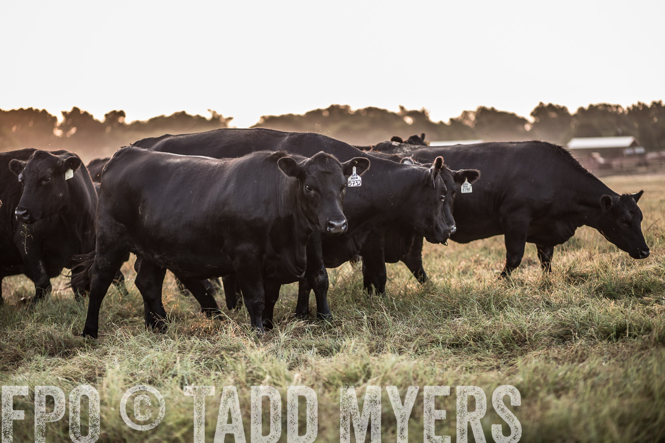 TMyers_CameronTX_June2016-5903