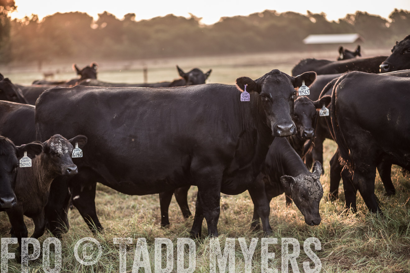 TMyers_CameronTX_June2016-5907