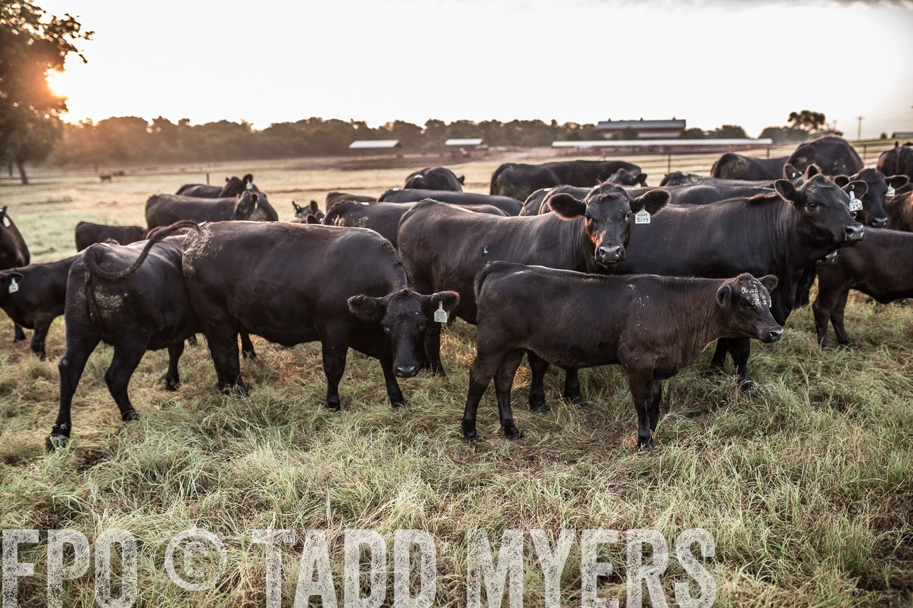 TMyers_CameronTX_June2016-5919