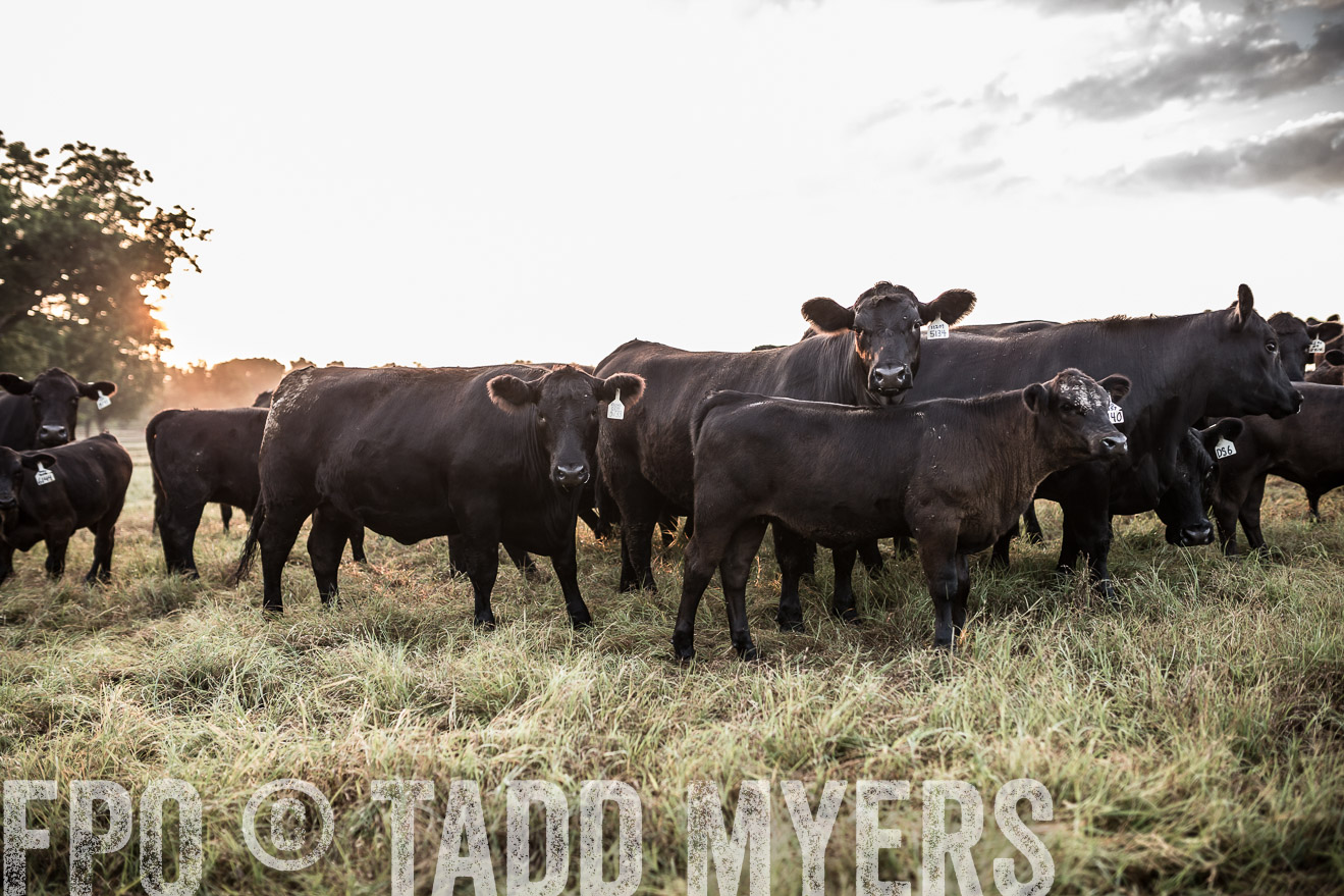 TMyers_CameronTX_June2016-5922