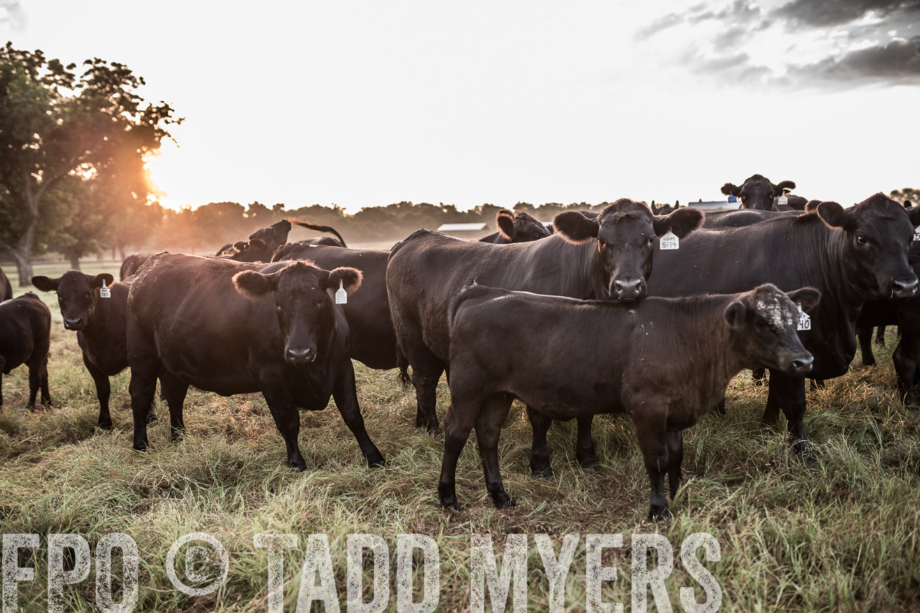 TMyers_CameronTX_June2016-5928