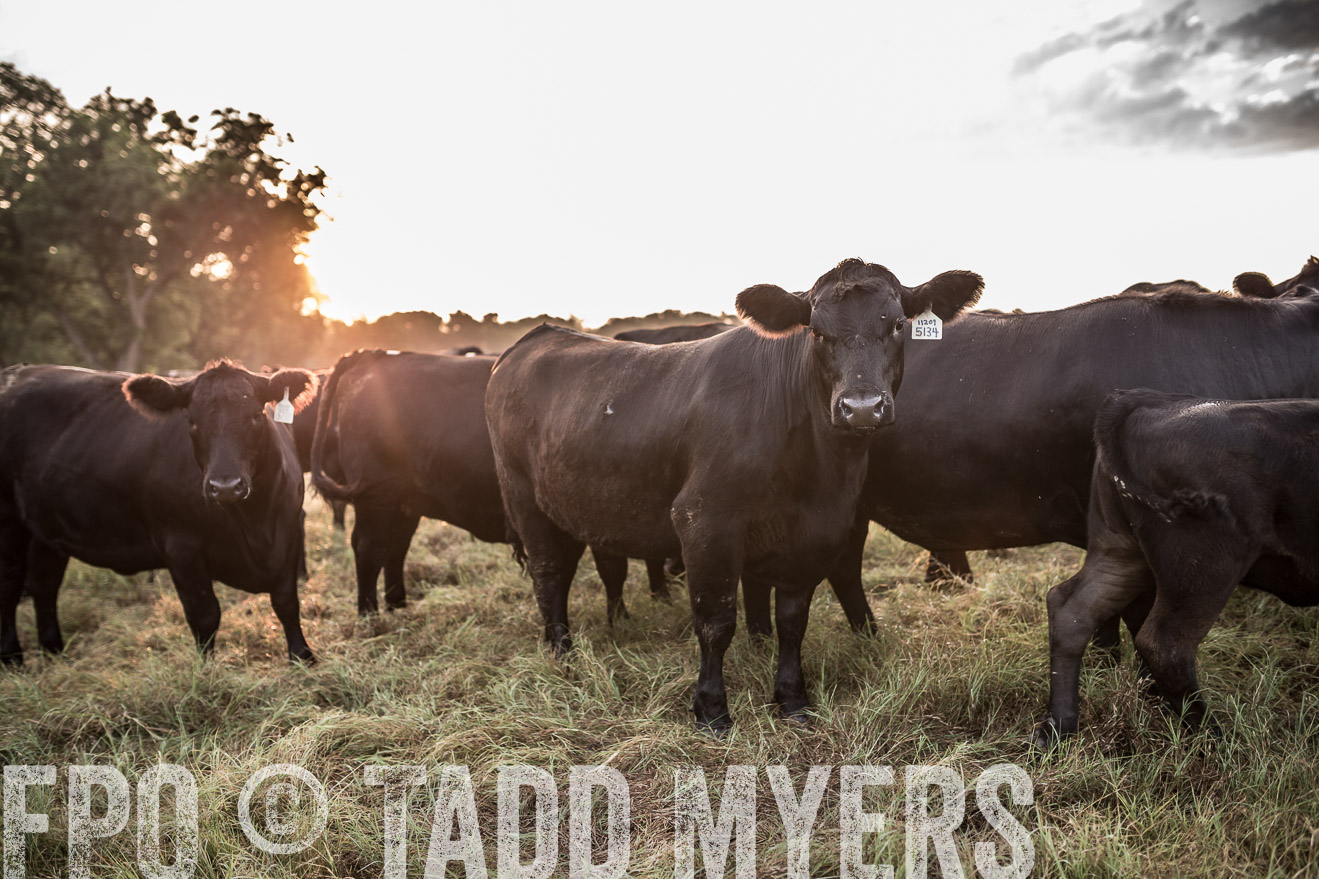 TMyers_CameronTX_June2016-5936