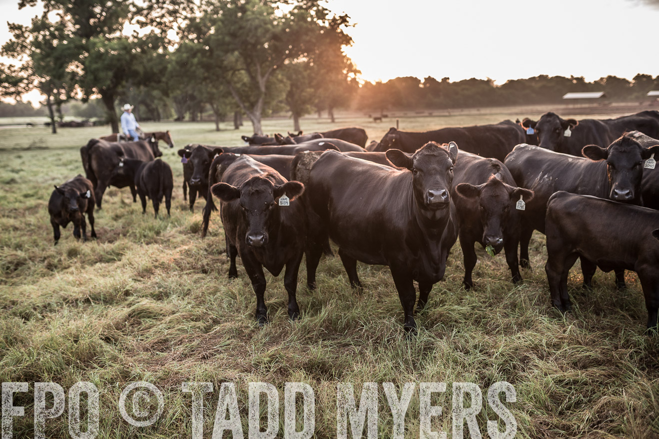 TMyers_CameronTX_June2016-5942