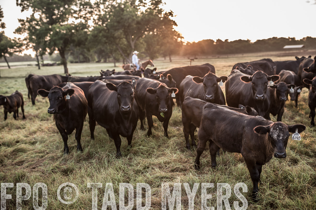TMyers_CameronTX_June2016-5946