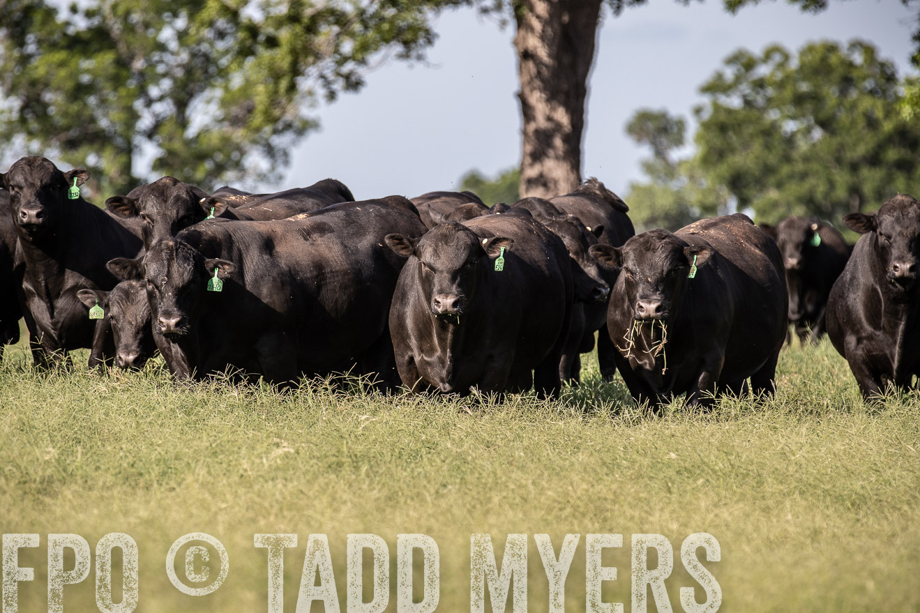 TMyers_44Farms_June2018-0019