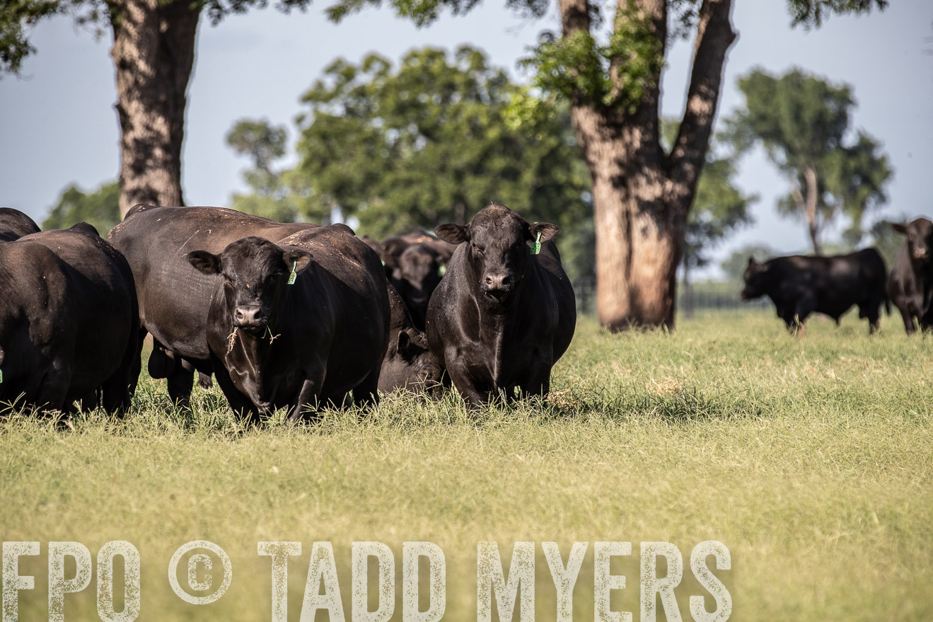 TMyers_44Farms_June2018-0022